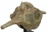 Triceratops Cervical Vertebra On Stand - Wyoming #134541-2